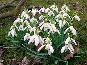 Galanthus, sau ninsoare, specii de plante de gradina