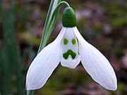 Galanthus, sau ninsoare, specii de plante de gradina