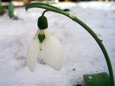 Galanthus, sau ninsoare, specii de plante de gradina