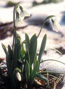 Galanthus, sau ninsoare, specii de plante de gradina