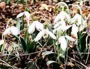 Galanthus, sau ninsoare, specii de plante de gradina