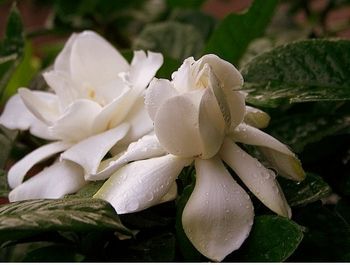 Gardenia iasomie