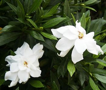 Gardenia iasomie