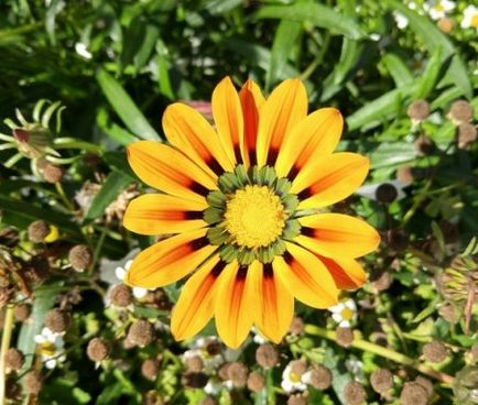 Ghatsania - fotografie, răsaduri în creștere, plantare și îngrijire, grădină și grădină