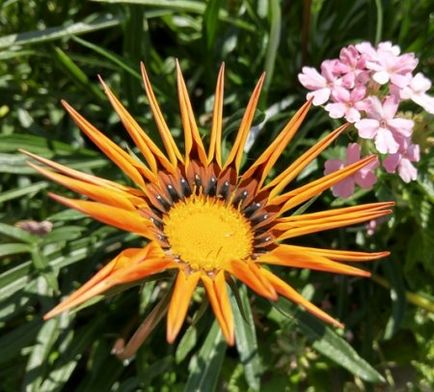 Ghatsania - fotografie, răsaduri în creștere, plantare și îngrijire, grădină și grădină