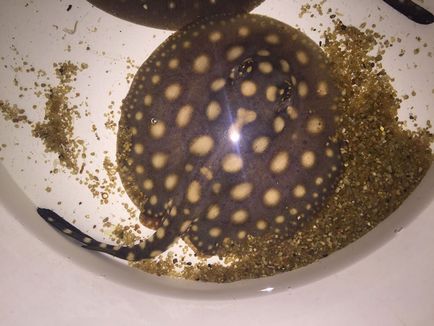 În cazul în care este mai bine să cumpere un stingray de apă dulce ce fel de stingray de apă dulce, tamburină