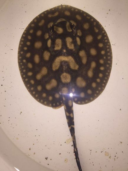 În cazul în care este mai bine să cumpere un stingray de apă dulce ce fel de stingray de apă dulce, tamburină