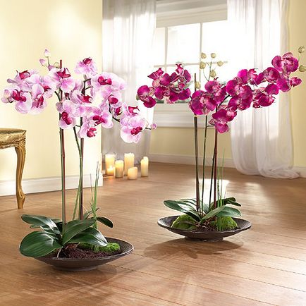 Unde este mai bine să plasați orhideele