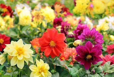 Dahlias plantarea și îngrijirea pe teren deschis, regulile de cultivare