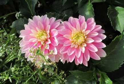 Dahlias plantarea și îngrijirea pe teren deschis, regulile de cultivare