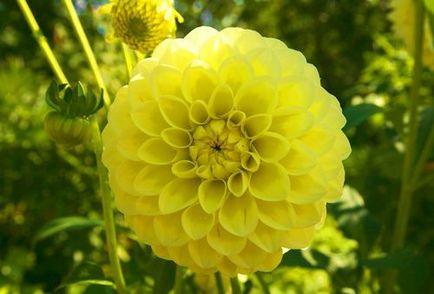 Dahlias plantarea și îngrijirea pe teren deschis, regulile de cultivare