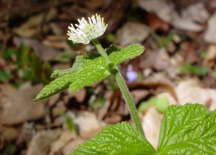 Aranypecsétfű goldenseal kanadai, arany pecsét, amely útmutató