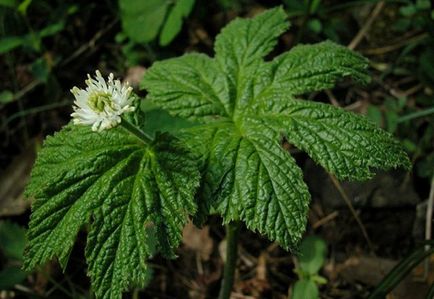 Aranypecsétfű goldenseal kanadai, arany pecsét, amely útmutató