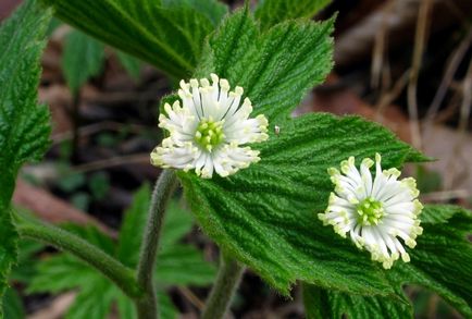 Aranypecsétfű goldenseal kanadai, arany pecsét, amely útmutató