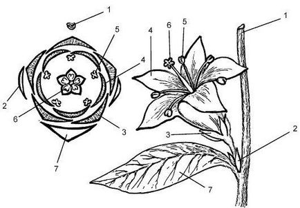 Capitolul IV organe generatoare ale plantelor superioare