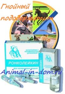 Subpermatita purulentă, tratamentul animalelor domestice