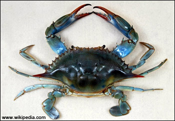 Crab albastru