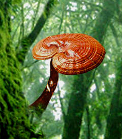 Ciuperca Reishi