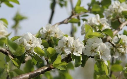 Груша Вільямс літній, Вільямс зимовий, Вільямс руж Дельбара опис сортів, фото, відгуки,