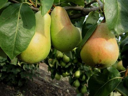 Pear Williams descriere de vară, varietate de iarnă, fotografie, recenzii, beneficii, conținut caloric, video