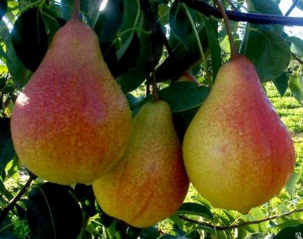 Pear Williams Descrierea varietății, Caracteristicile mutanților