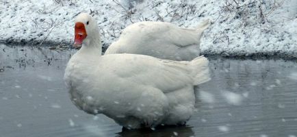 Liba Broilers leírása és a fajta jellemzői