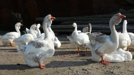 Liba Broilers leírása és a fajta jellemzői