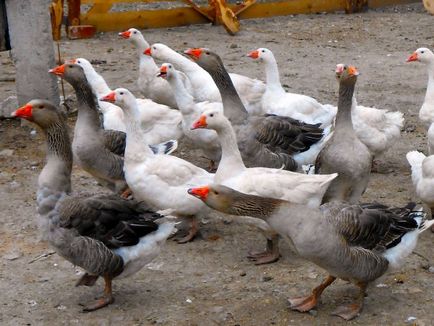 Liba Broilers leírása és a fajta jellemzői