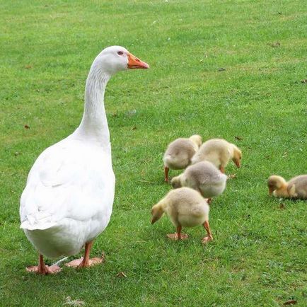 Descrierea gâște-broiler și caracteristicile rasei