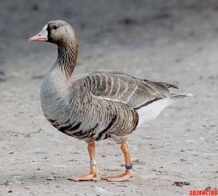 Liba Broilers leírása és a fajta jellemzői