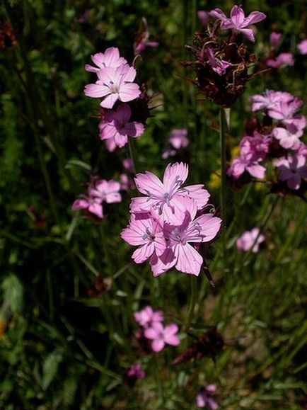 Carnation, abstract al lecției despre familiarizarea copiilor cu natura