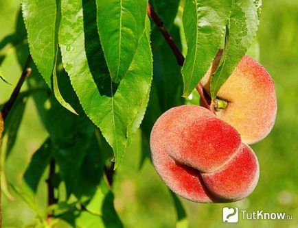 Barack: Peach készítmény, kalória, jó, receptek