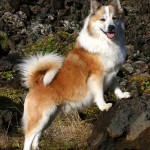 Câine islandez - un companion Viking, o revizuire a rasei (fotografie, video, descriere)