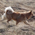 Câine islandez - un companion Viking, o revizuire a rasei (fotografie, video, descriere)