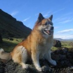 Ісландський собака - супутник вікінгів, огляд породи (фото, відео, опис)