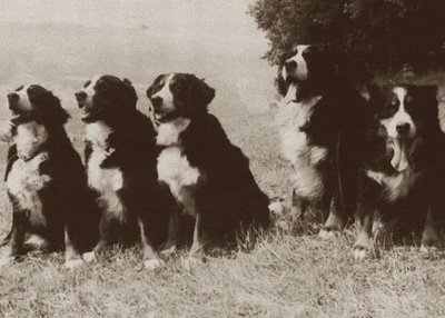 Istoricul originii câinelui de munte Bernese