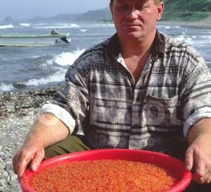 Din ceea ce pește sunt extrase caviarul roșu - natura înconjurătoare, fapte cognitive despre animale și