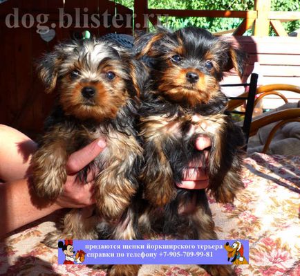 Yorkshire terrier - szül katalógus orosz kutyák (kutya) Yorkshire terrier - katalógusát kutyafajták Oroszország