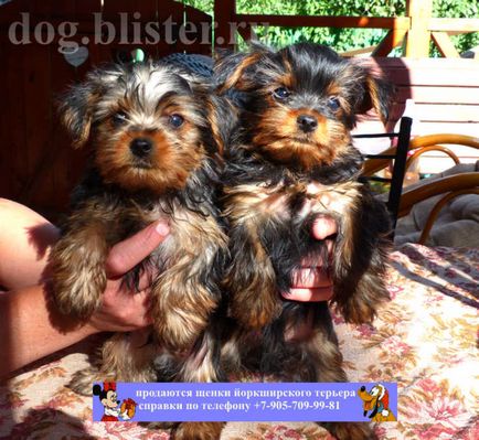 Yorkshire Terrier - catalogul de rase de câini din Rusia