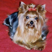Йоркширський тер'єр - каталог порід собак росії