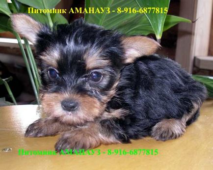 Yorkshire terrier - katalógus az orosz rock-dog (terrier) Yorkshire terrier - katalógusát kutyafajták Oroszország