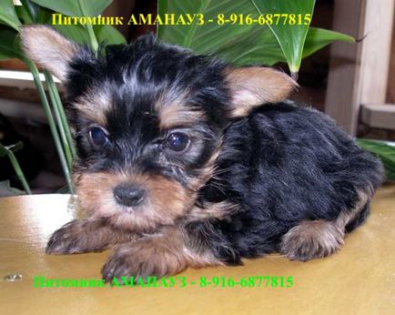 Yorkshire Terrier - catalogul de rase de câini din Rusia