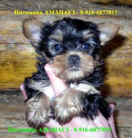 Yorkshire Terrier - catalogul de rase de câini din Rusia