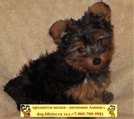 Yorkshire Terrier - catalogul de rase de câini din Rusia