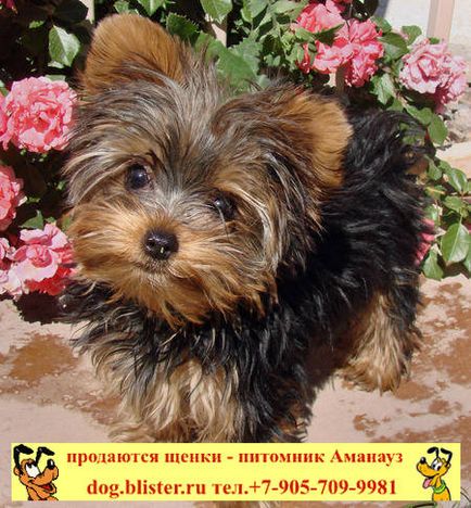 Yorkshire Terrier - catalogul de rase de câini din Rusia