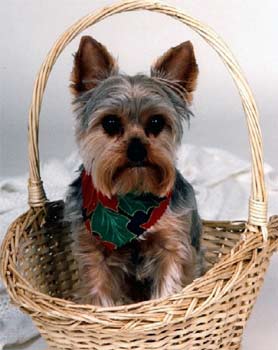 Yorkshire terrier - szül katalógus orosz kutyák (kutya) Yorkshire terrier - katalógusát kutyafajták Oroszország