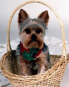 Yorkshire Terrier - catalogul de rase de câini din Rusia