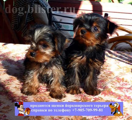 Yorkshire Terrier - catalogul de rase de câini din Rusia