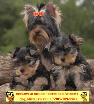 Yorkshire Terrier - catalogul de rase de câini din Rusia