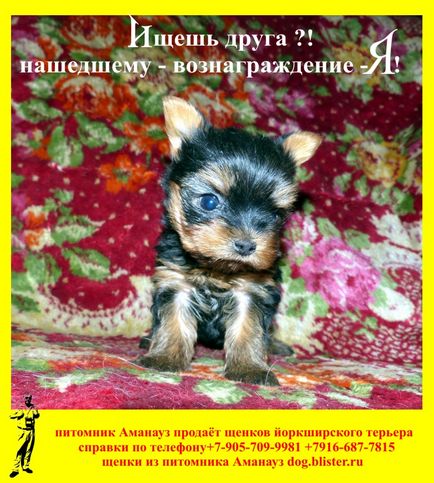 Yorkshire Terrier - catalogul de rase de câini din Rusia